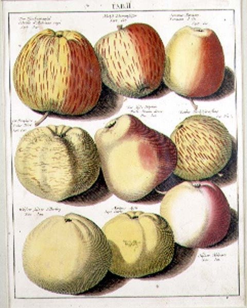 Appels door Seligman door Johannes Hendrik (after) Knoop