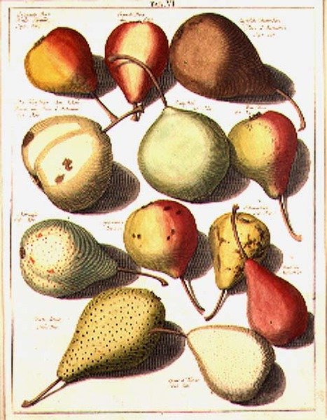 Peren, door Seligman door Johannes Hendrik (after) Knoop