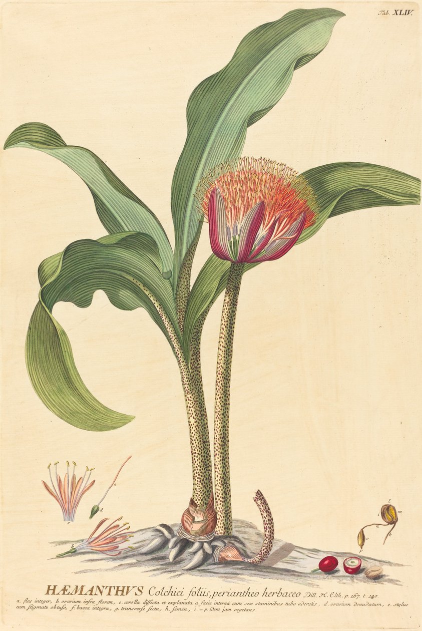 Haemanthus door Johannes Jacob Haid and Johannes Elias Haid after Georg Ehret