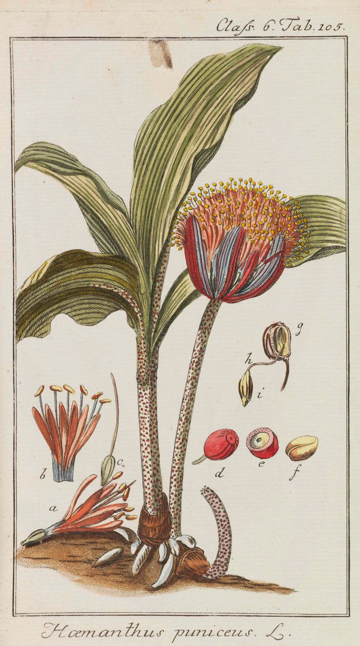 Auswahl schöner und seltener Gewächse, 1795-1798 door Johannes Zorn