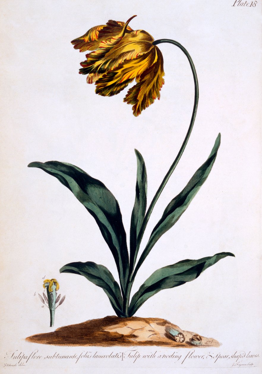 Tulp met anoding bloem en speervormige bladeren (papegaaitulp), illustratie uit 