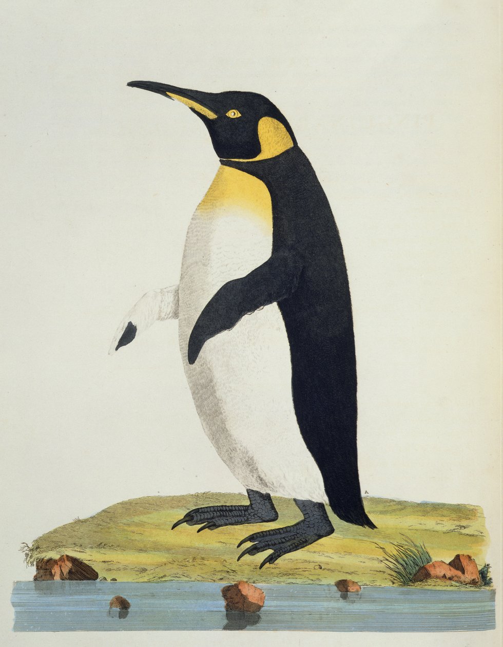 Aptenodytes Patagonica, illustratie uit Cimelia Physica. Figuren van zeldzame en curieuze viervoeters, vogels... gepubliceerd 1796 (handgekleurde gravure) door John Frederick Miller