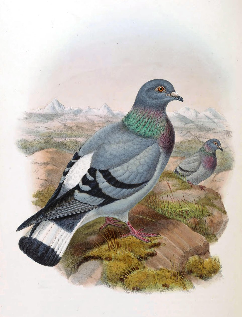 Rotsduif (Columba rupestris) door John Gould