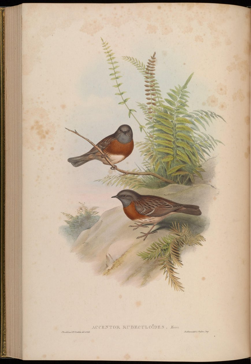 Accentor rubeculoides = Prunella rubeculoides door John Gould