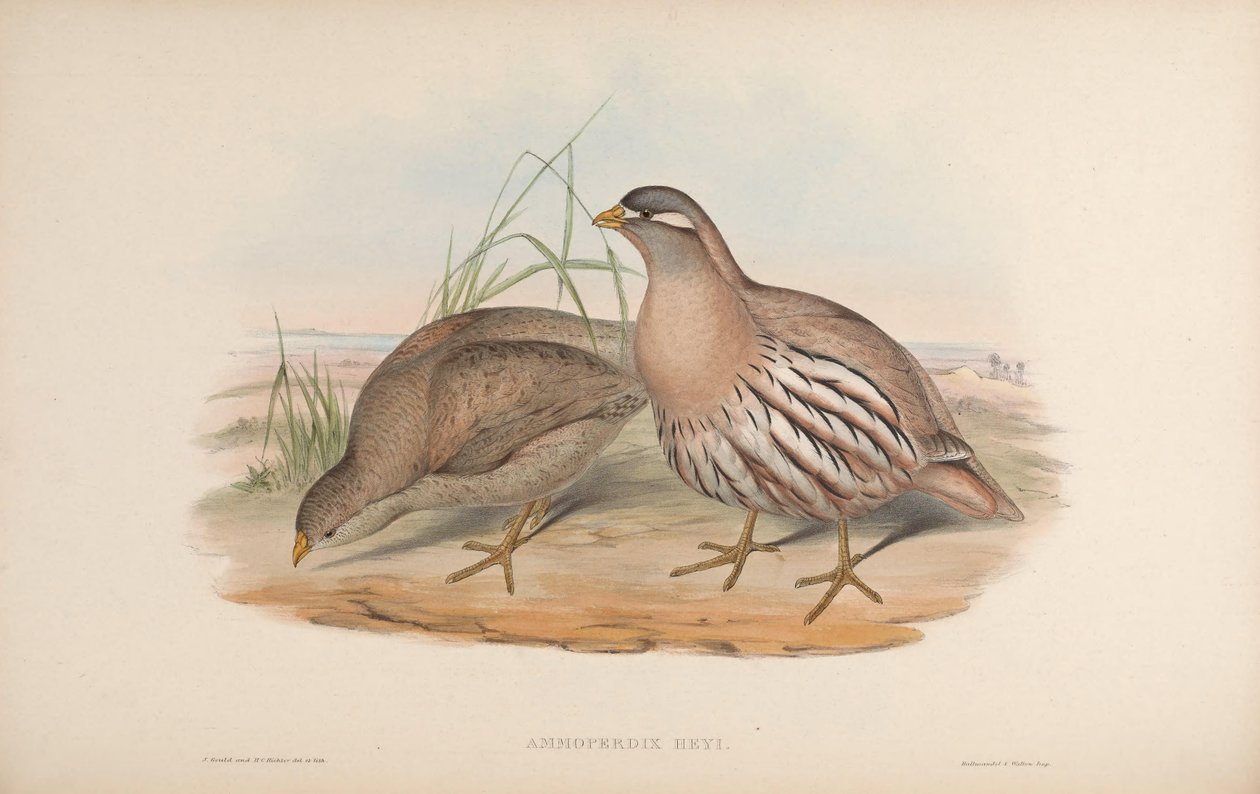 Ammoperdix heyi door John Gould