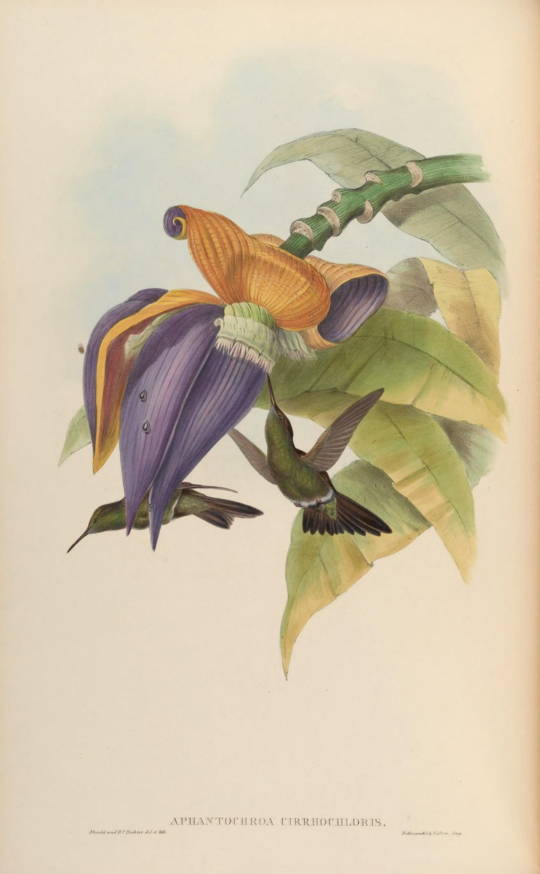 Aphantochroa cirrochloris door John Gould