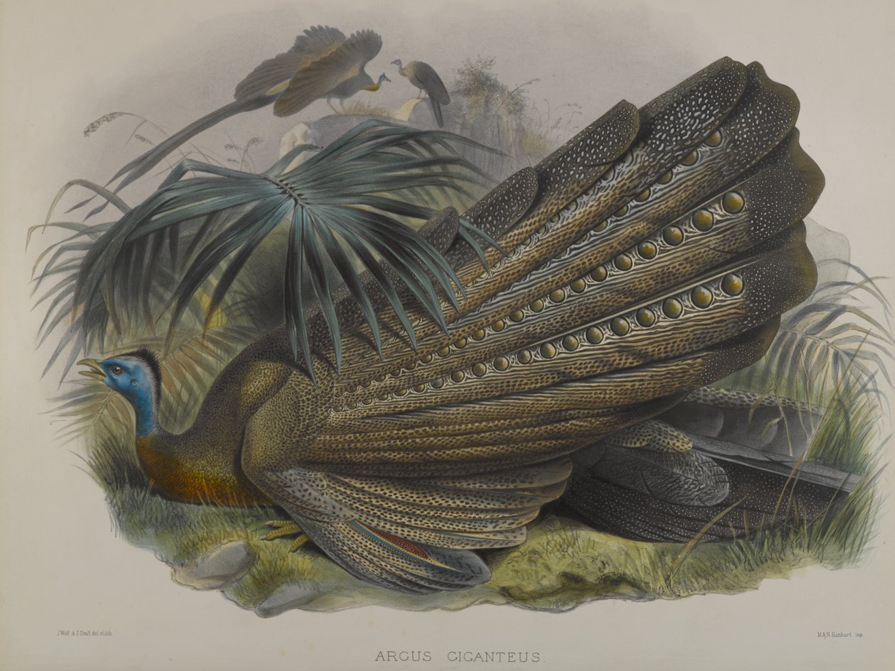 Argus Giganteus: Grote Argusfazant door John Gould