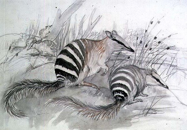 Gestreepte miereneter door John Gould