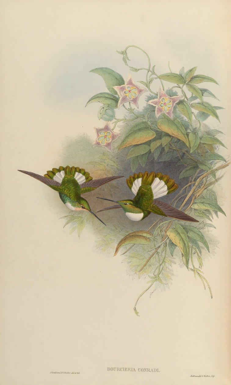 Bourciera conradi door John Gould