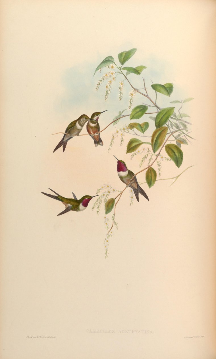 Calliphlox amethystina door John Gould