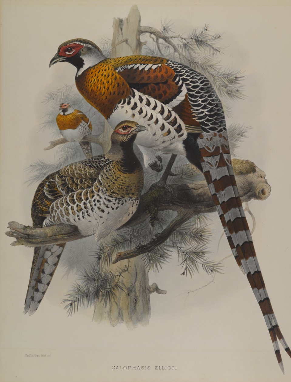 Calophasis Ellioti door John Gould