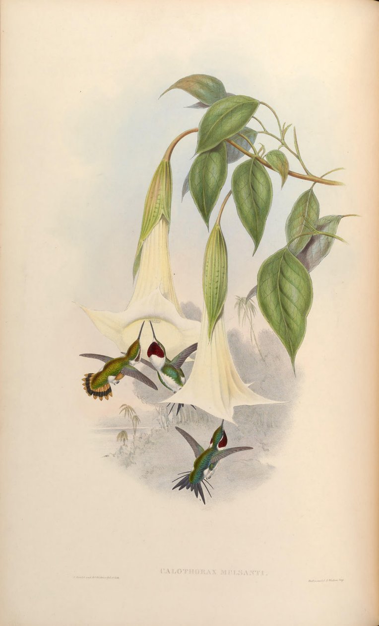 Calothorax mulsanti = Chaetocercus mulsant door John Gould