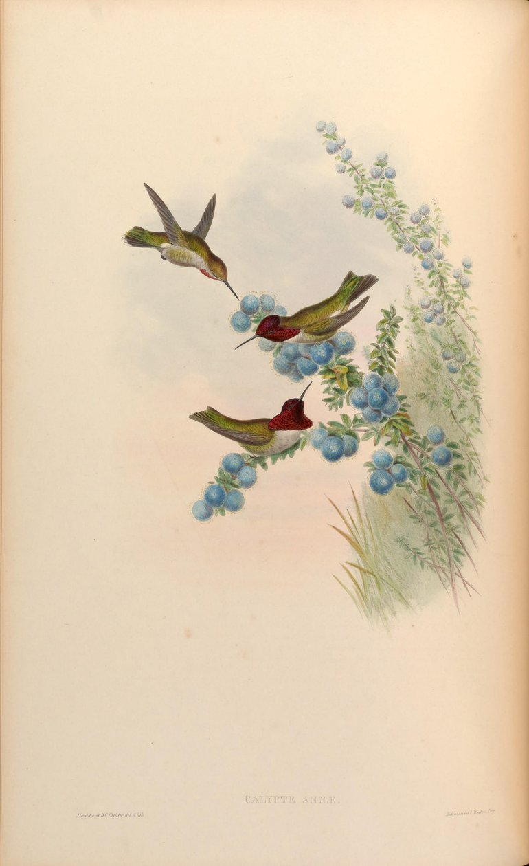 Calypte anna door John Gould