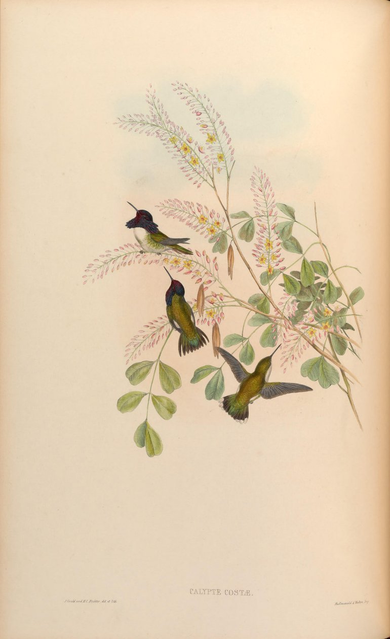 Calypte costae door John Gould