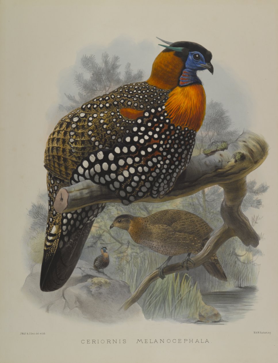 Ceriornis Melanocephala door John Gould