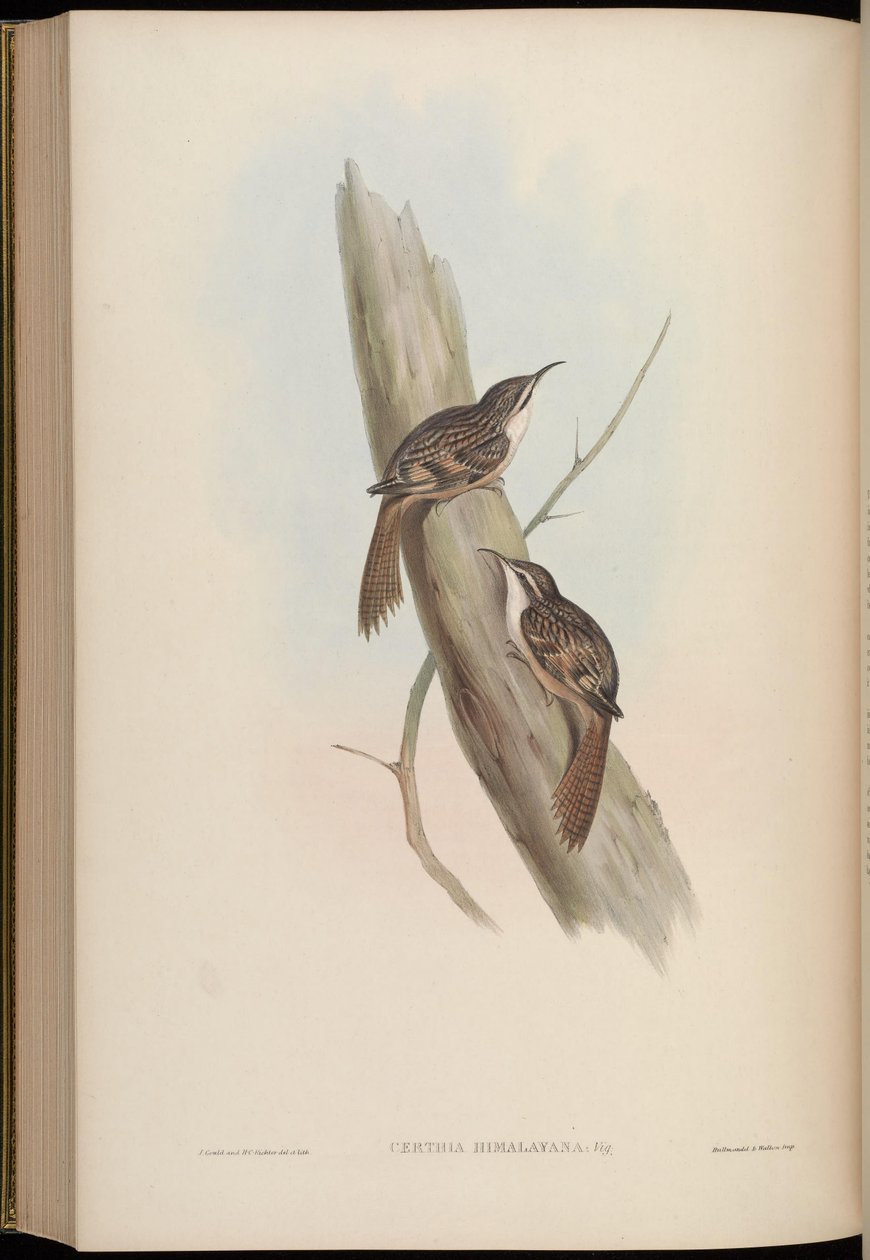 Certhia himalayana door John Gould