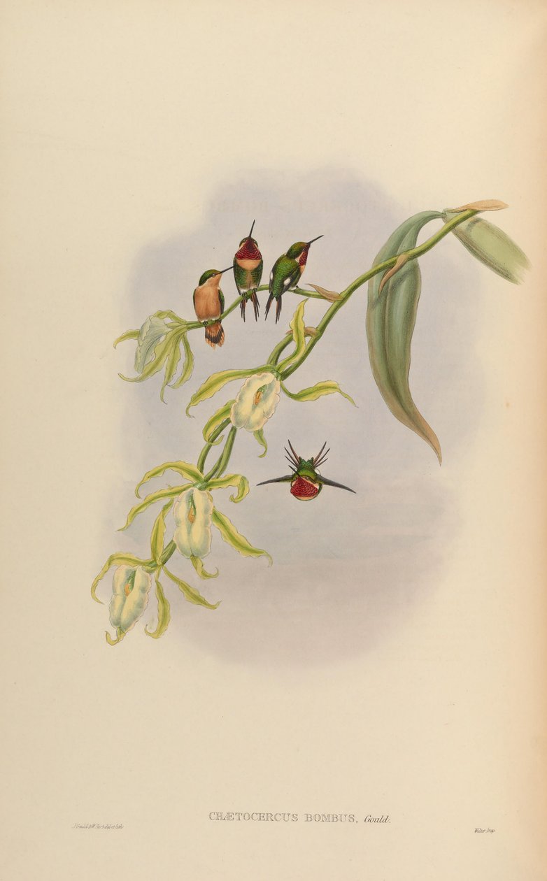 Chaetocercus bombus door John Gould