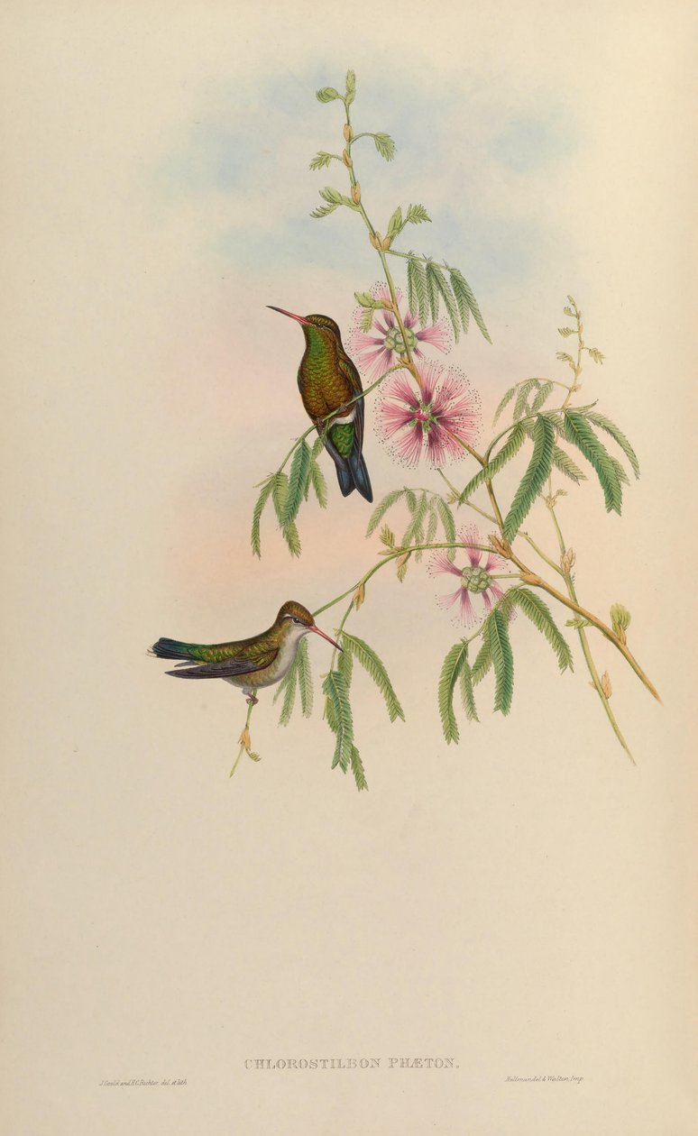 Chlorostilbon aureoventris = Chlorostilbon lucidus door John Gould