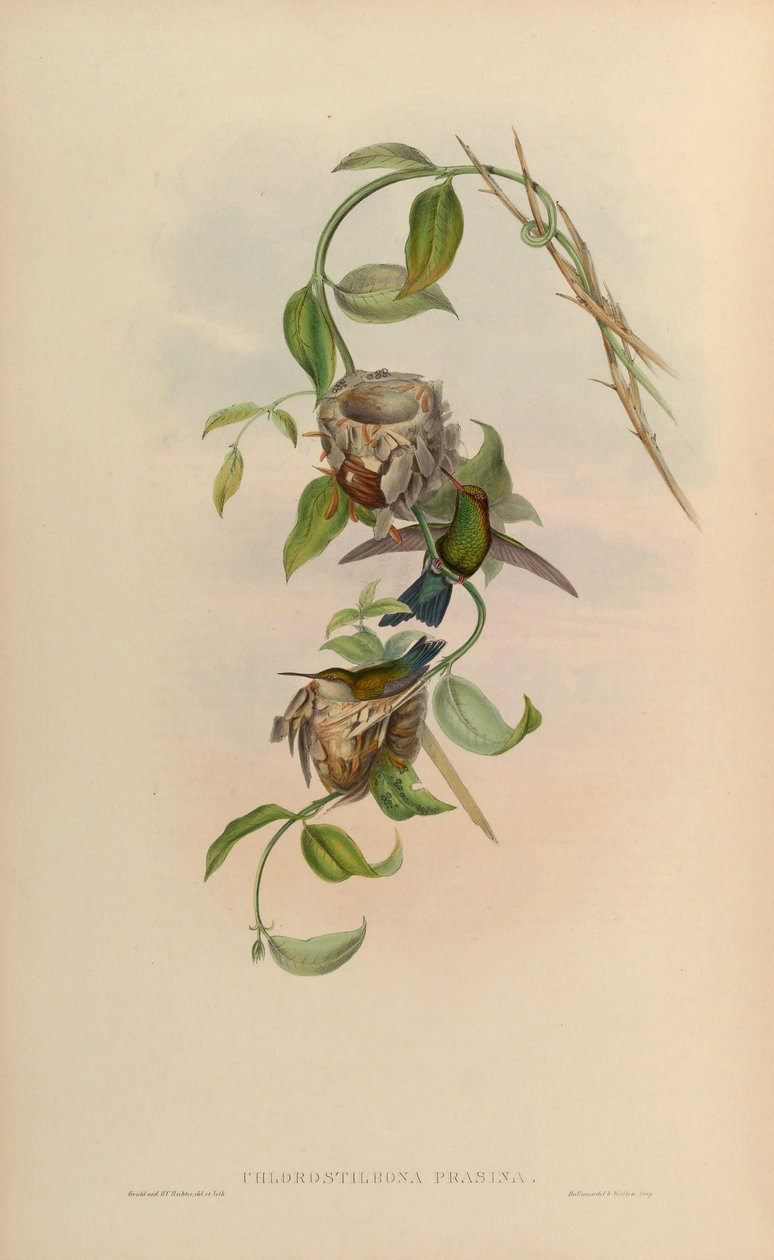 Chlorostilbon mellisugus prasinus door John Gould