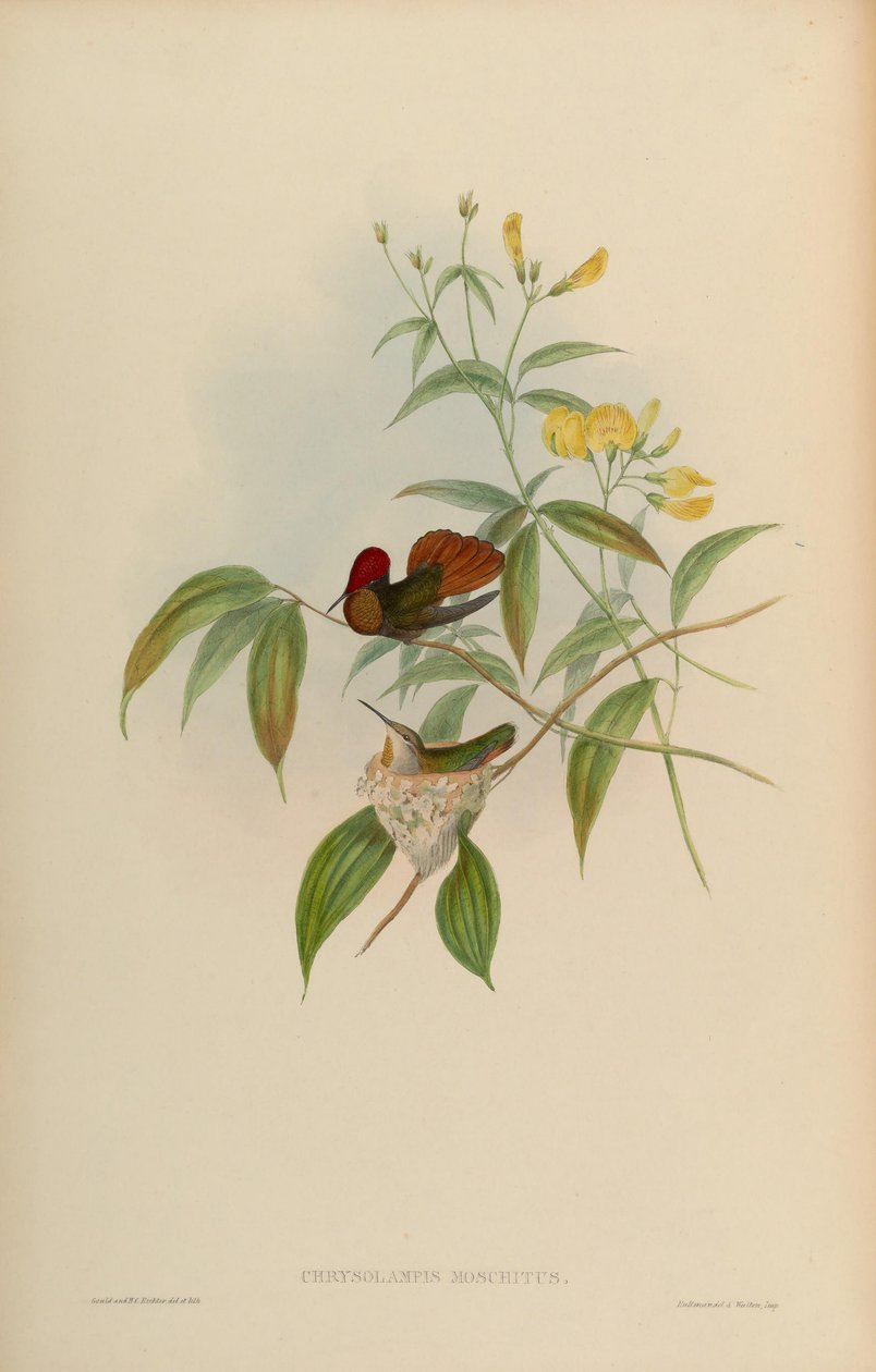 Chrysolampis moschitus door John Gould