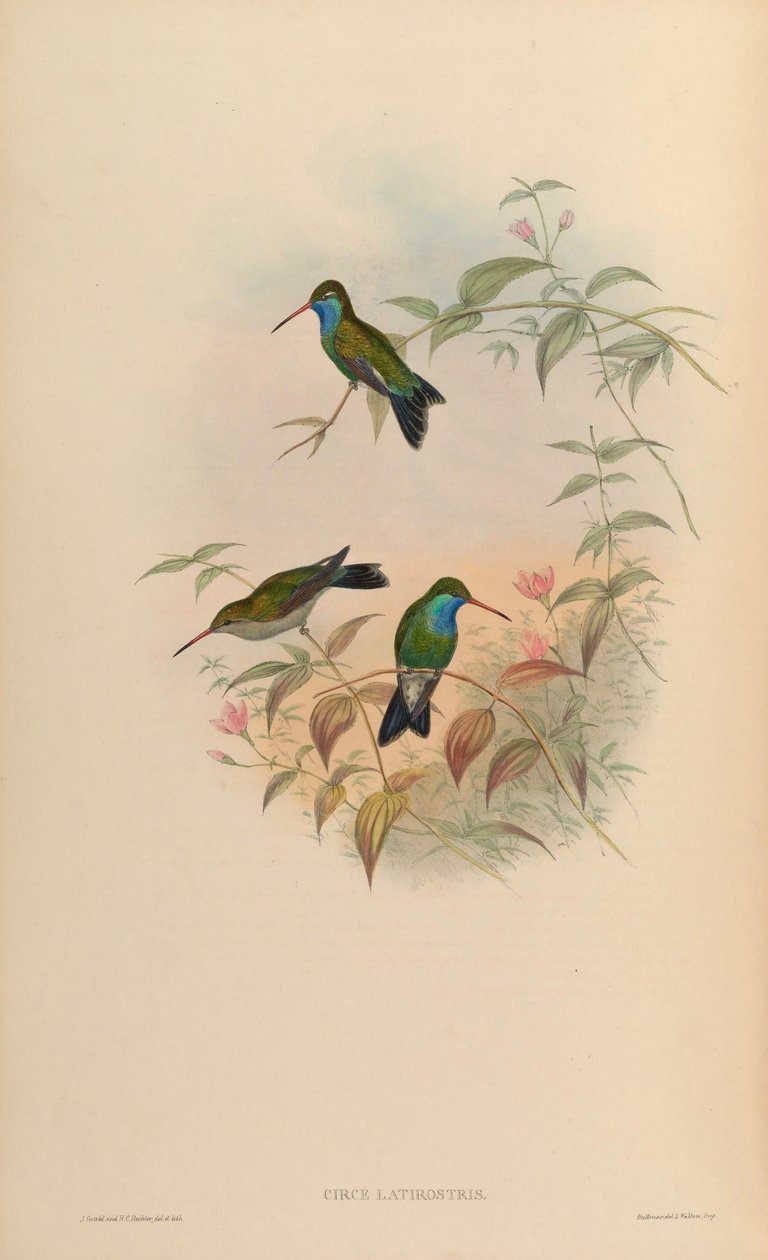 Cynanthus latirostris door John Gould