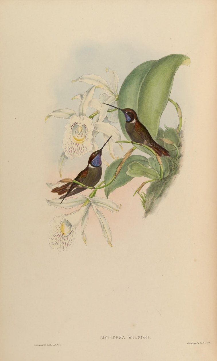 Coeligena wilsoni door John Gould