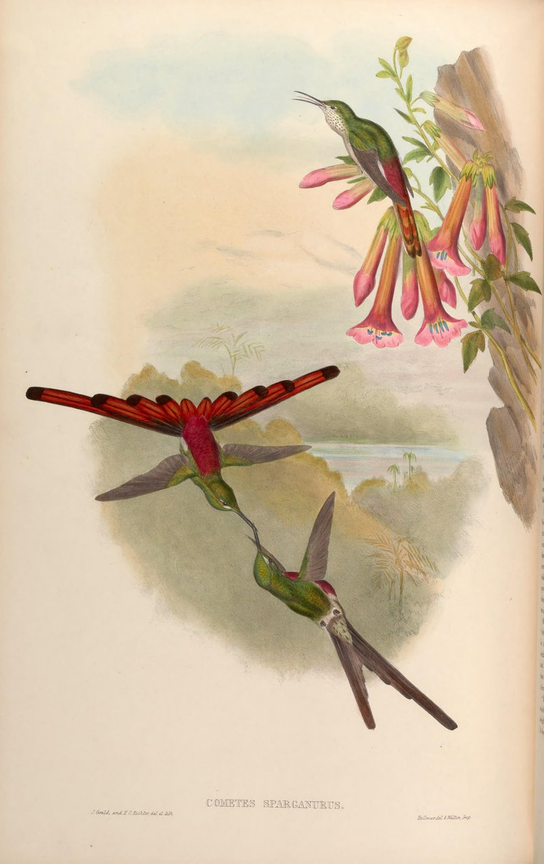 Cometes sparganurus = Sappho sparganura door John Gould