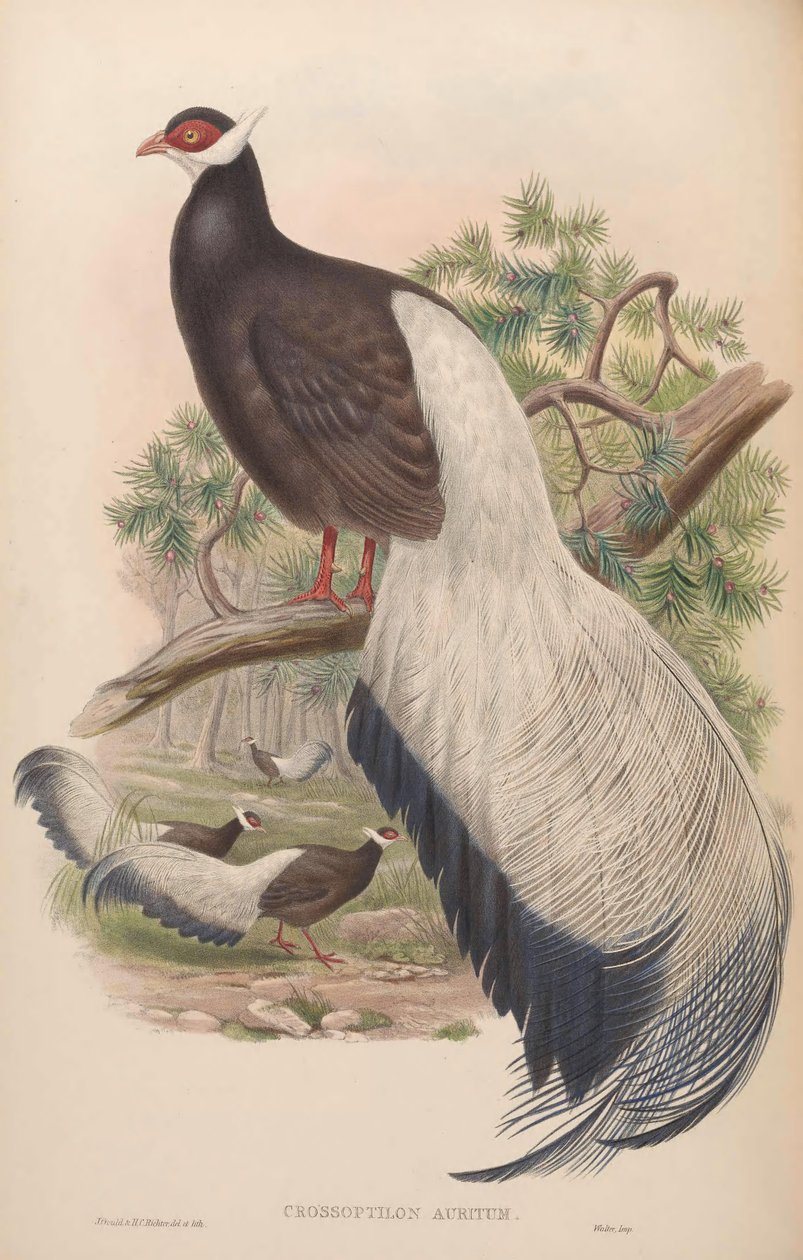 Crossoptilon auritum door John Gould