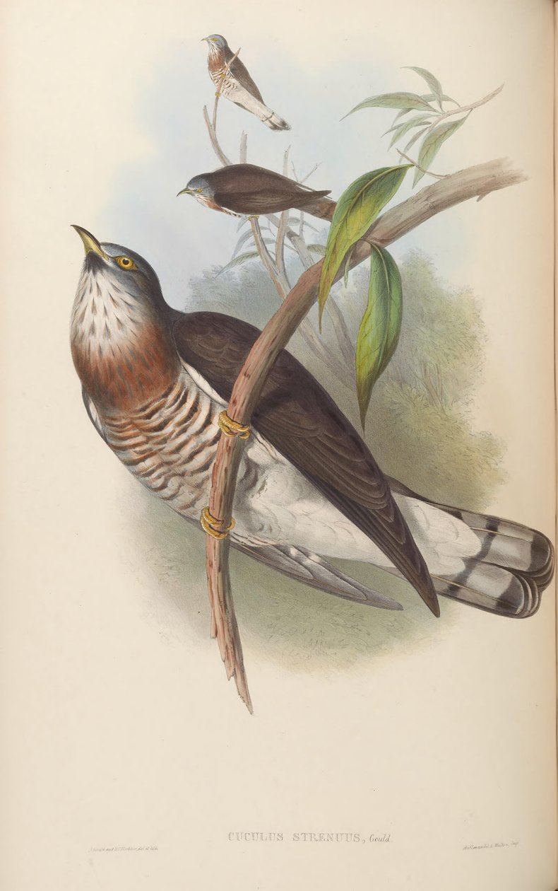 Cuculus strenuus = Hierococcyx sparverioides door John Gould