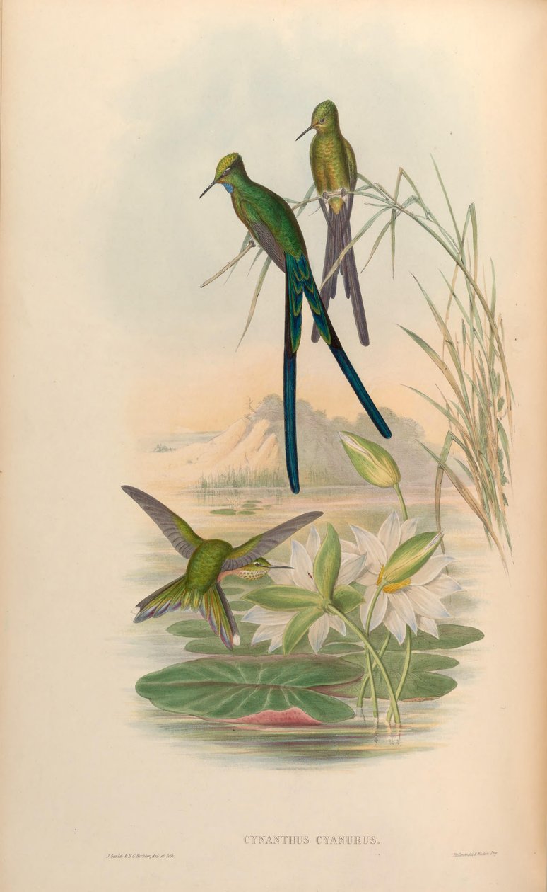 Cynanthus cyanurus = Aglaiocercus kingi door John Gould