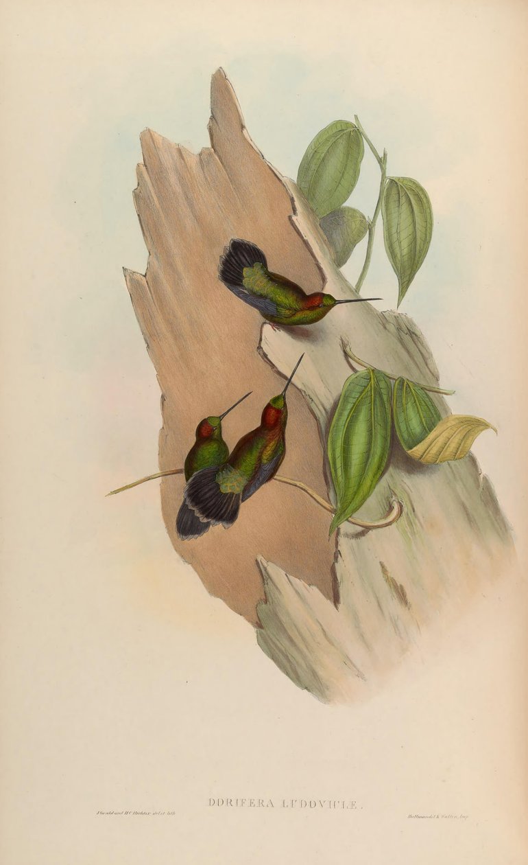 Doryfera ludoviciae door John Gould