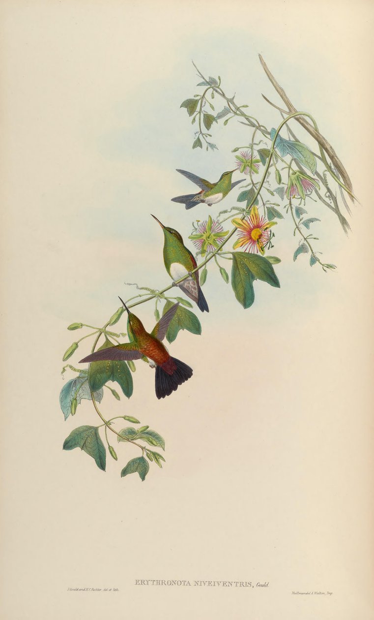 Erythronota niveiventris door John Gould