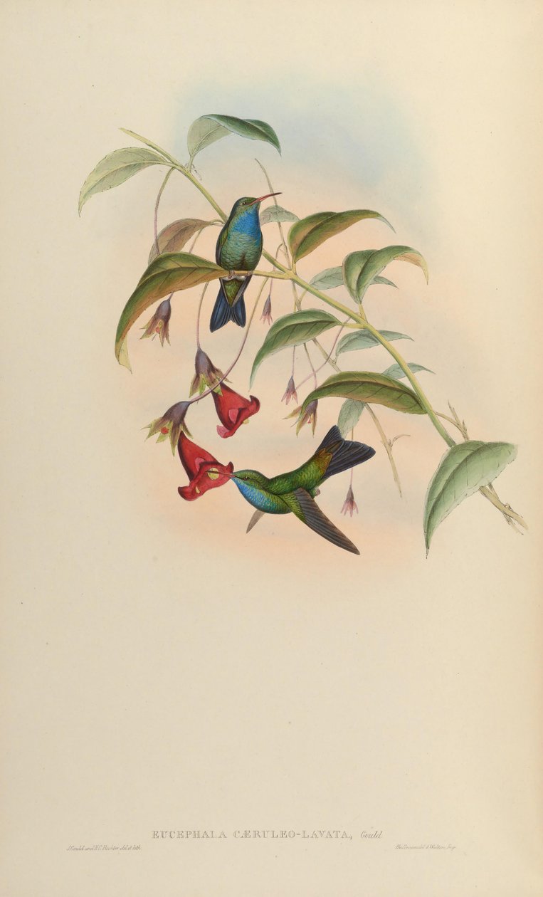 Eucephala caeruleolavata door John Gould
