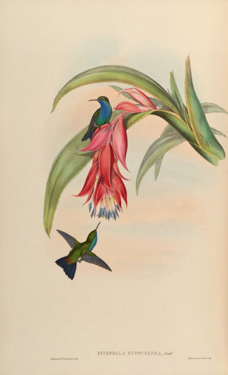 Eucephala hypocyanea door John Gould