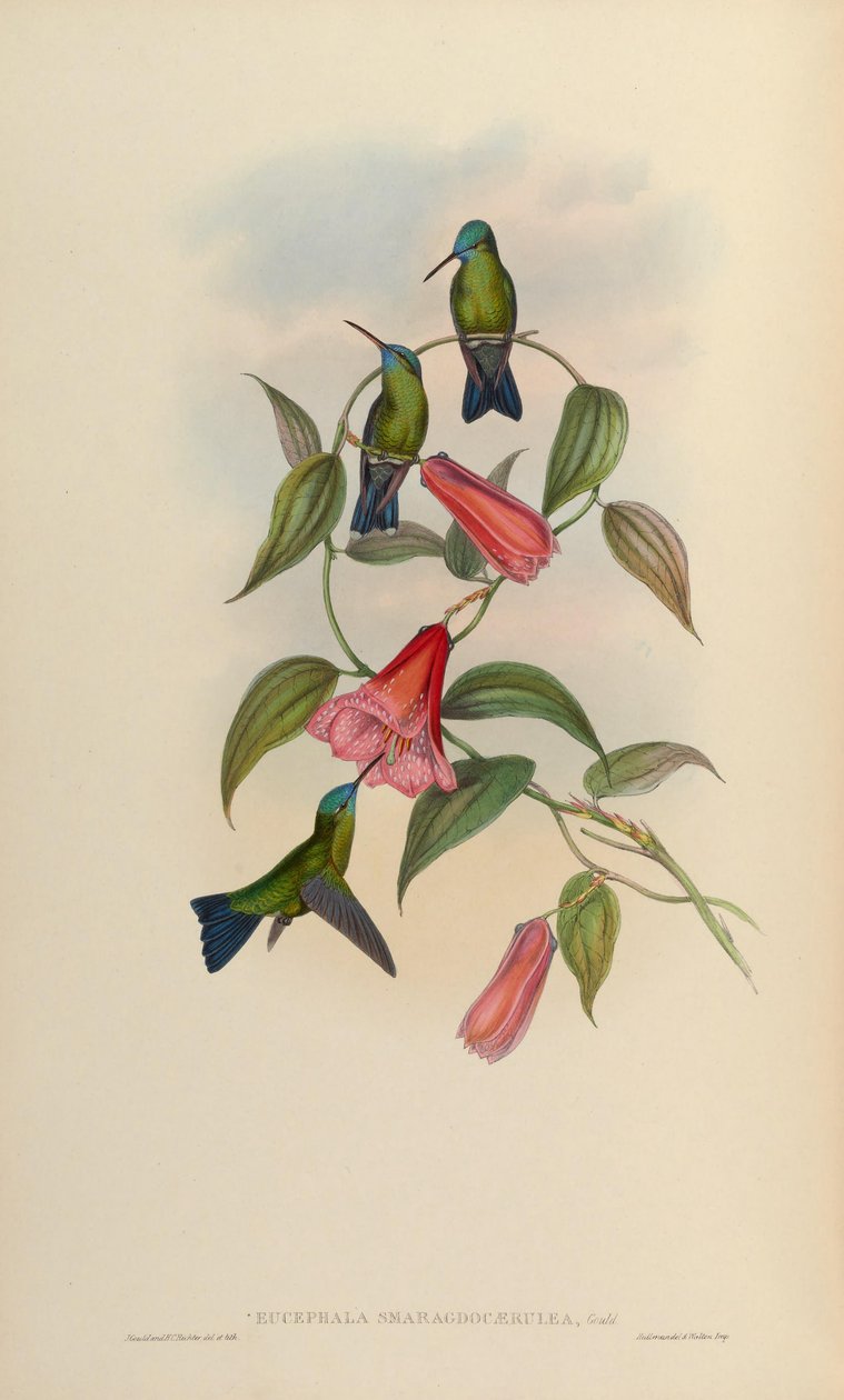 Chlorestes notatus X Thalurania glaucopis door John Gould