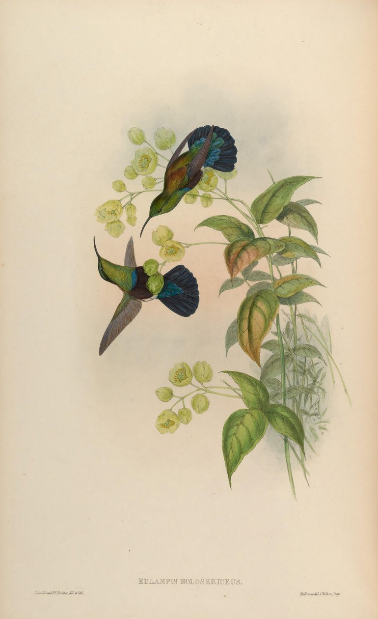 Eulampis holosericeus door John Gould