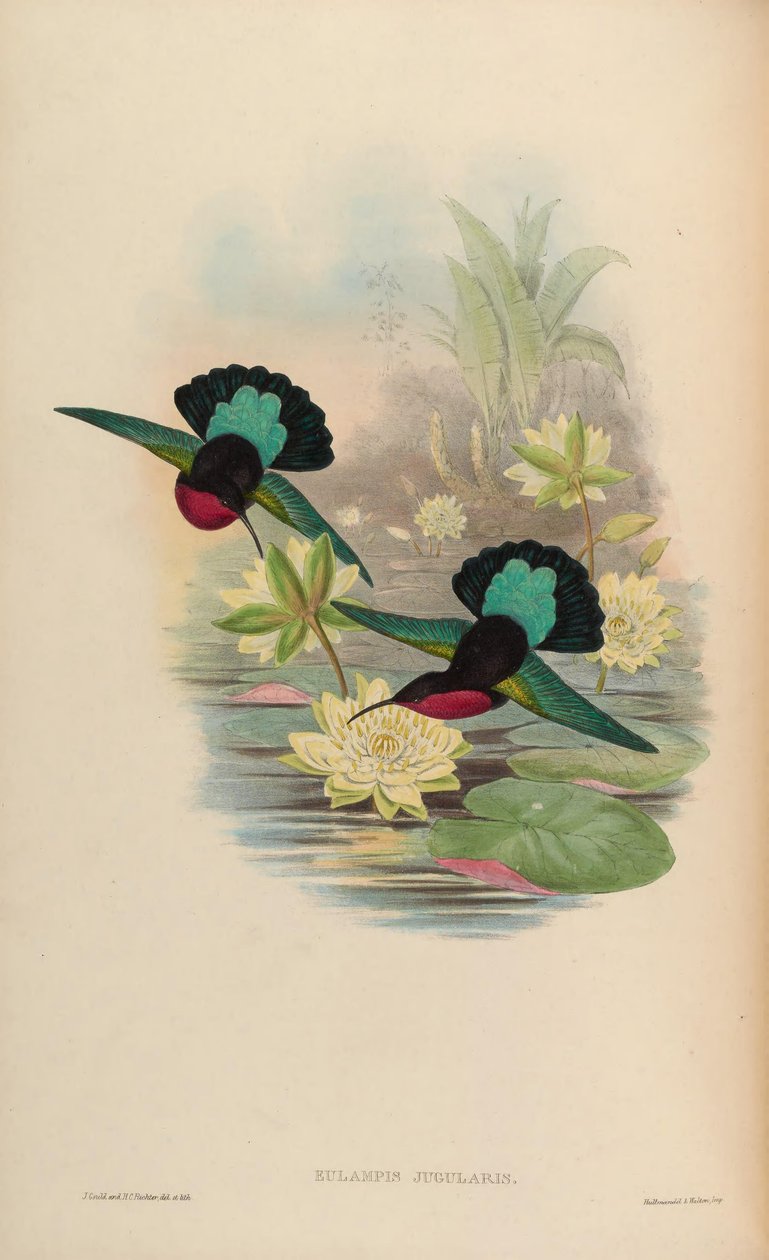 Eulampis jugularis door John Gould