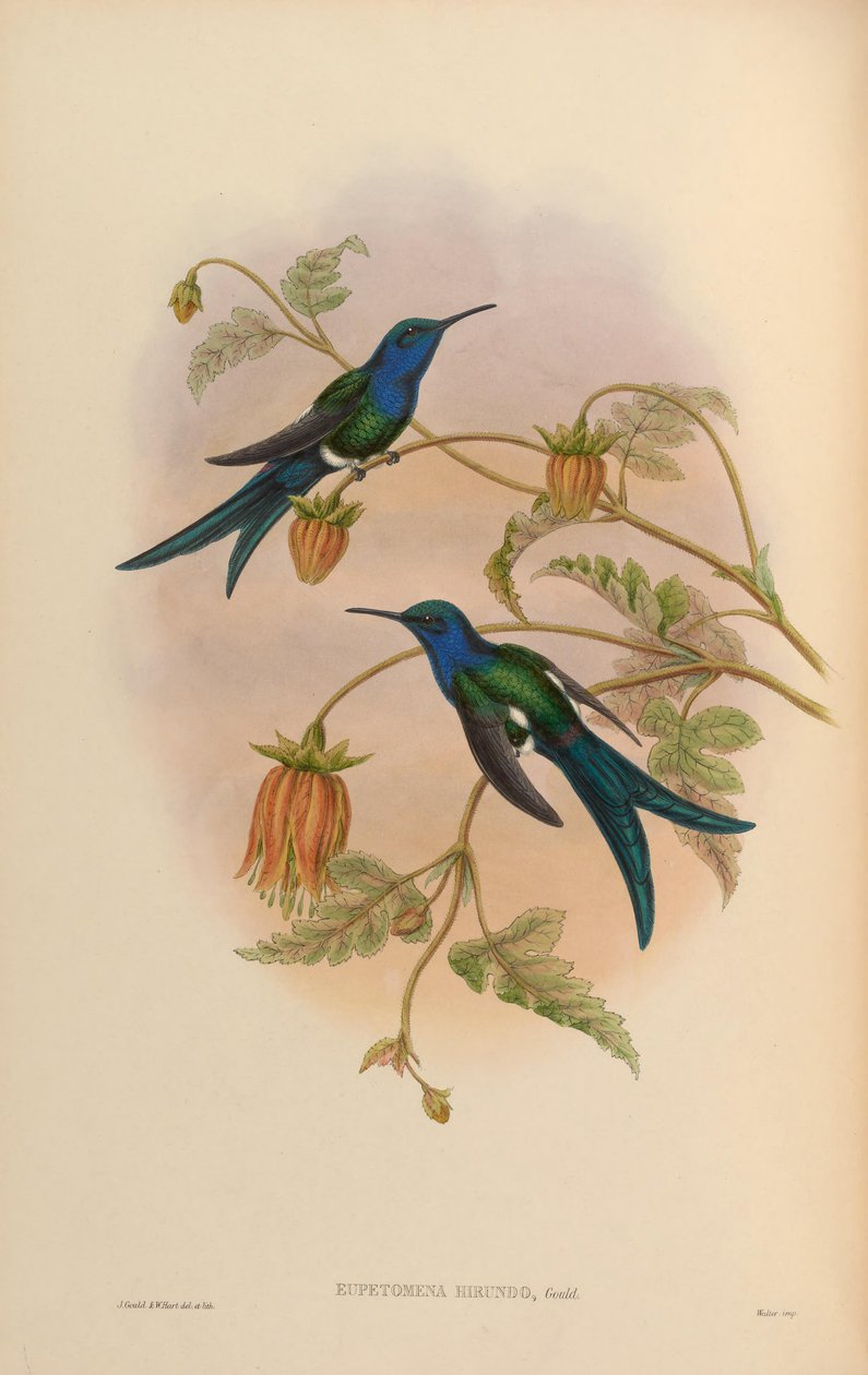 Eupetomena hirundo = Eupetomena macroura hirundo door John Gould