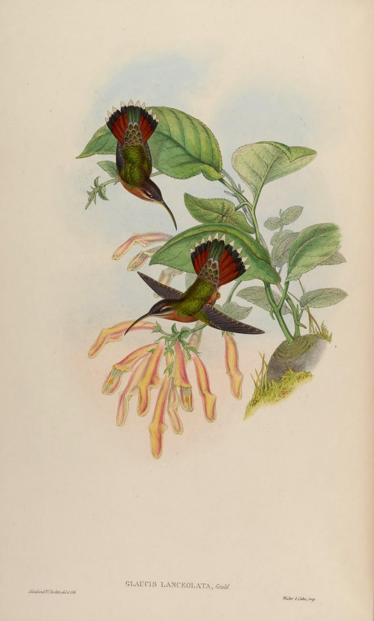 Glaucis lanceolata door John Gould