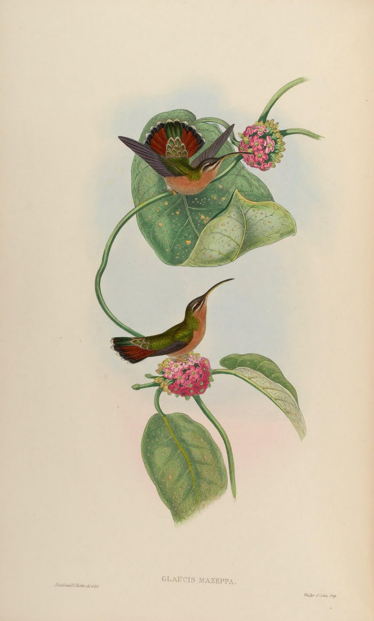 Glaucis mazeppa = Glaucis hirsutus hirsutus door John Gould