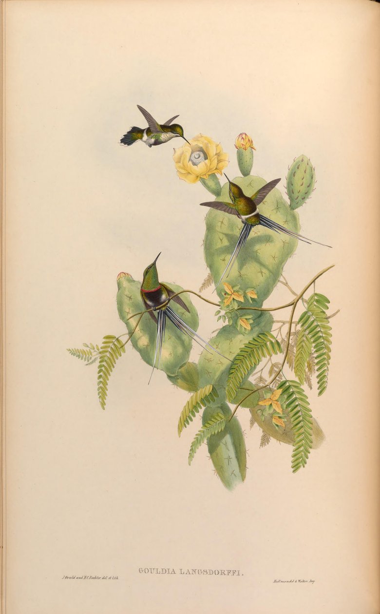 Gouldia langsdorffi = Discosura langsdorffi langsdorffi door John Gould