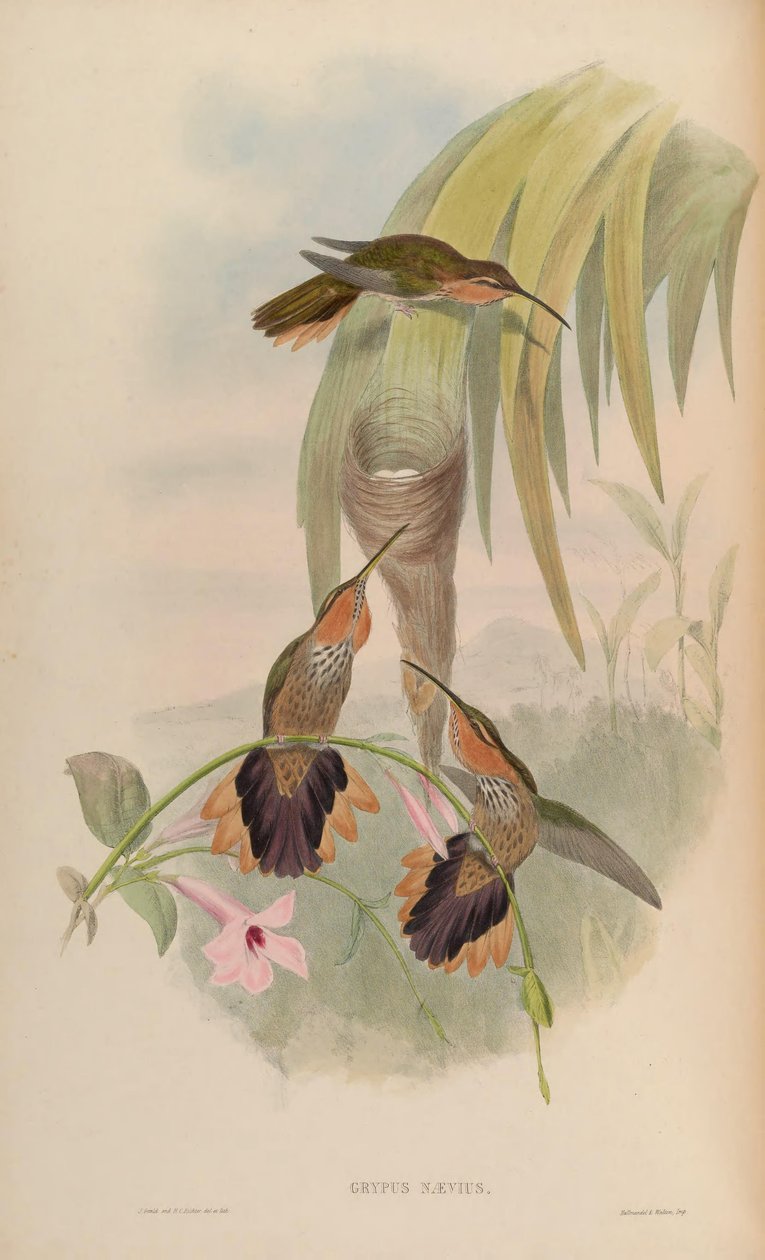 Grypus naevius = Ramphodon naevius door John Gould