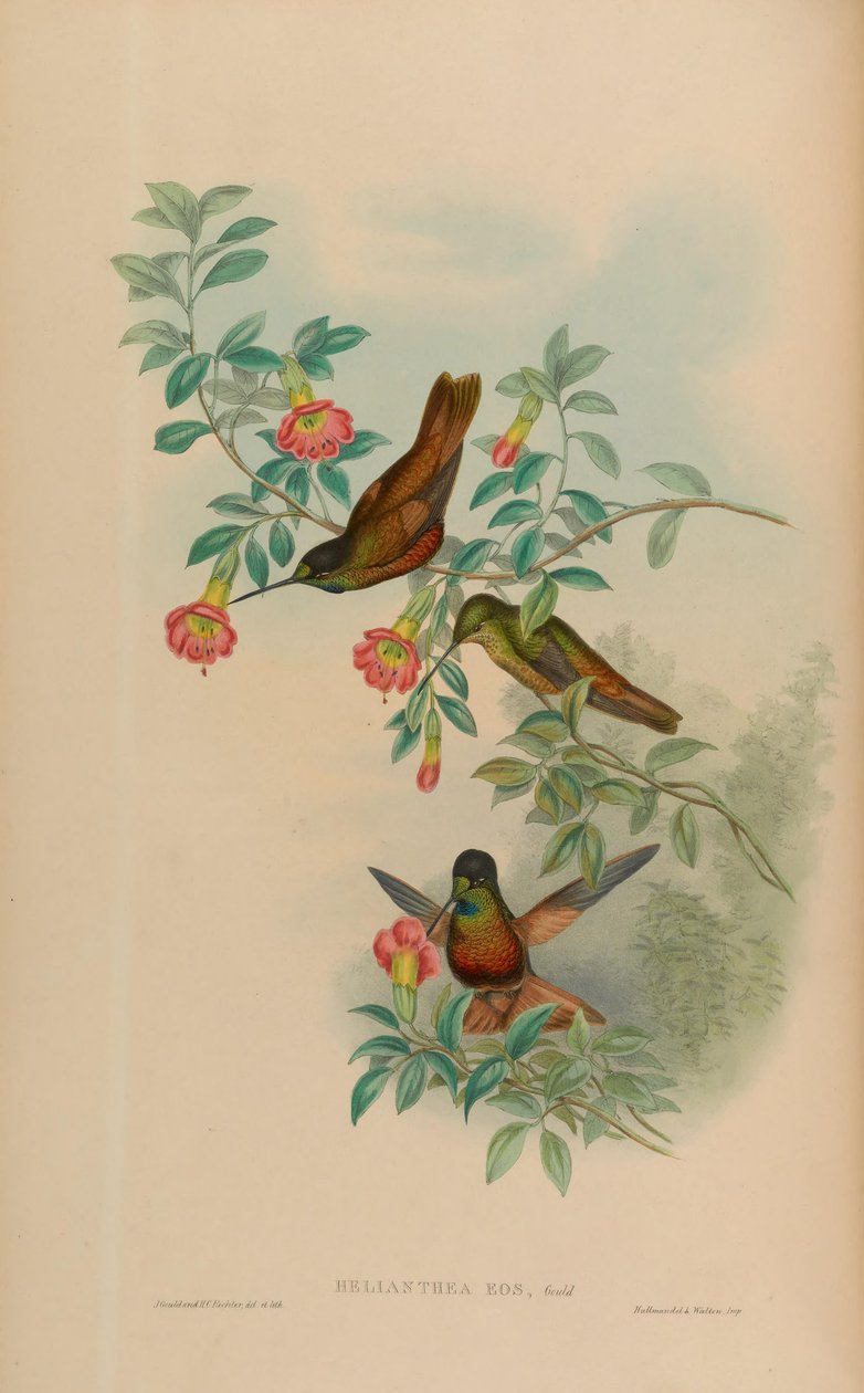 Helianthea eos = Coeligena bonapartei eos (; IOC 3.2) door John Gould