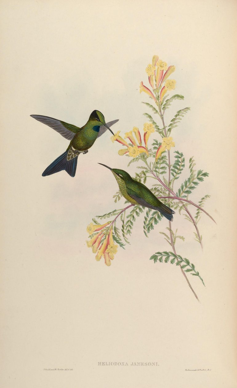 Heliodoxa jamesoni door John Gould