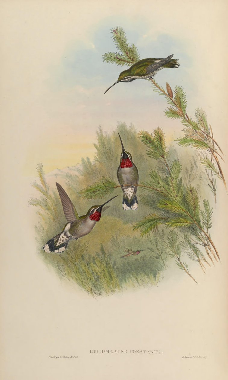 Heliomaster constantii door John Gould