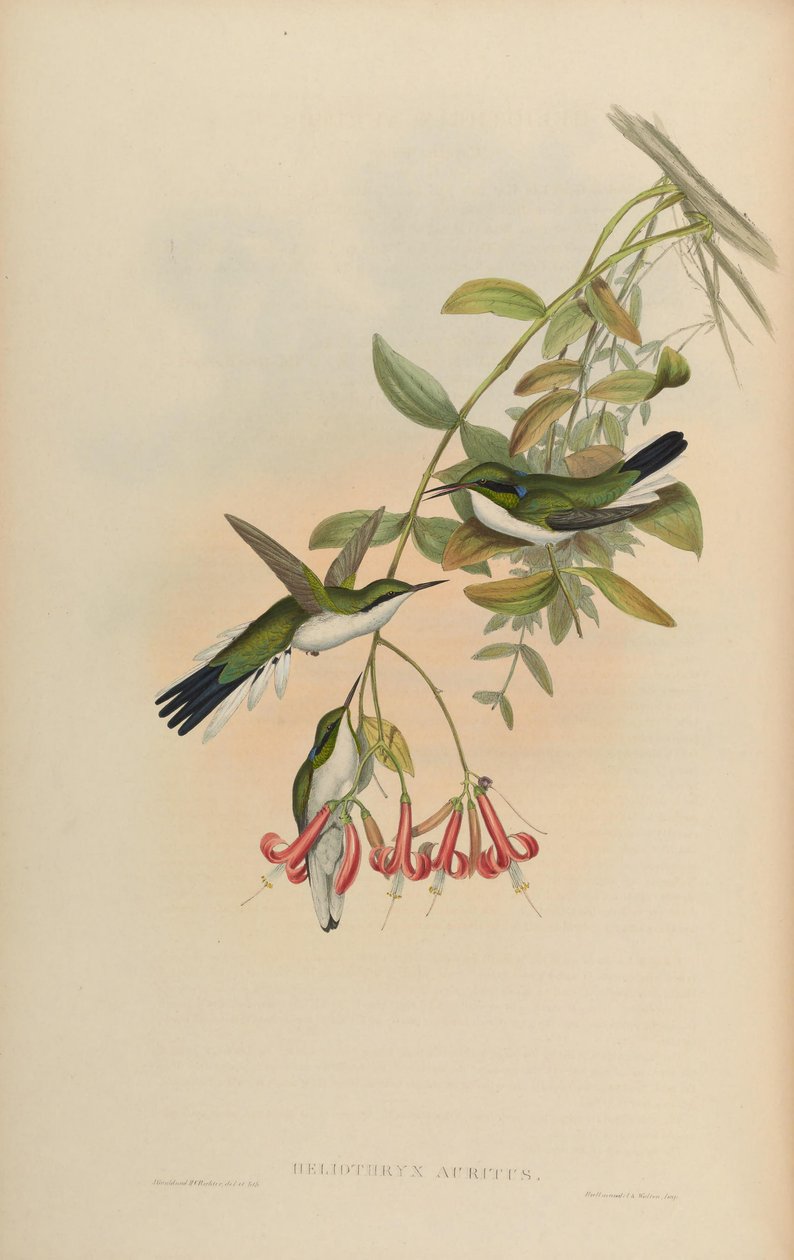 Heliothryx auritus door John Gould