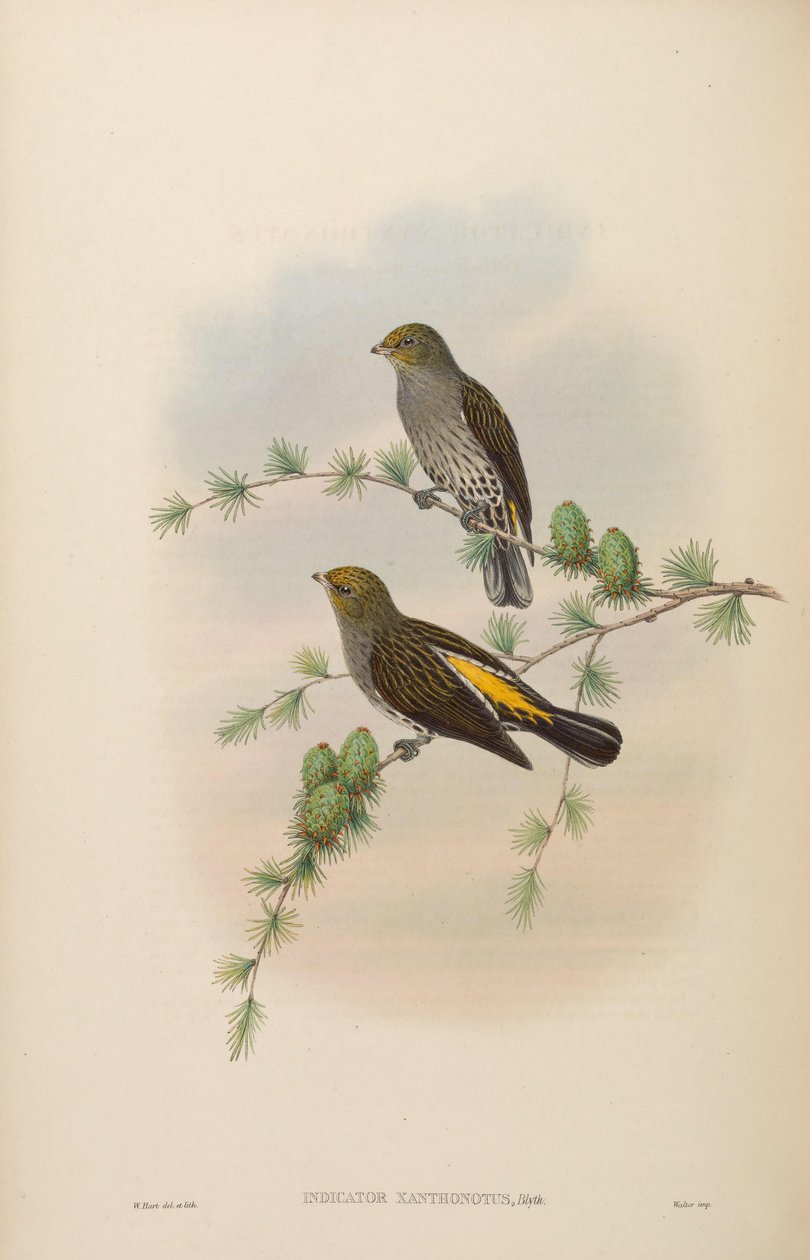 Indicator xanthonotus door John Gould