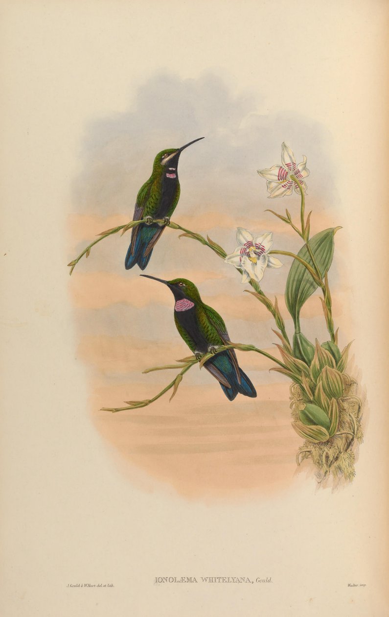 Ionolaema whitelyana = Heliodoxa schreibersii whitelyana door John Gould