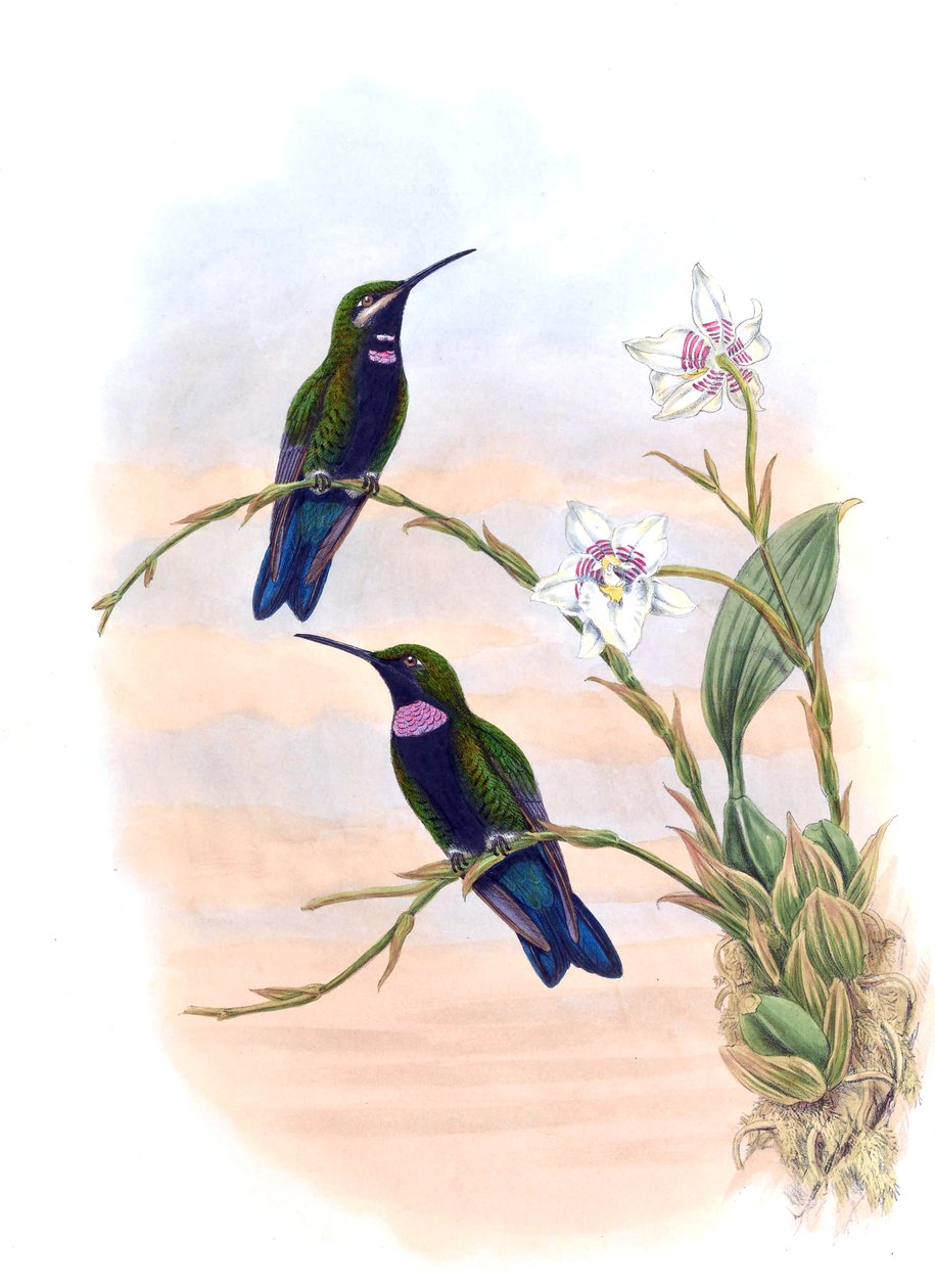 Ionolæma whitelyana = Heliodoxa schreibersii whitelyana door John Gould