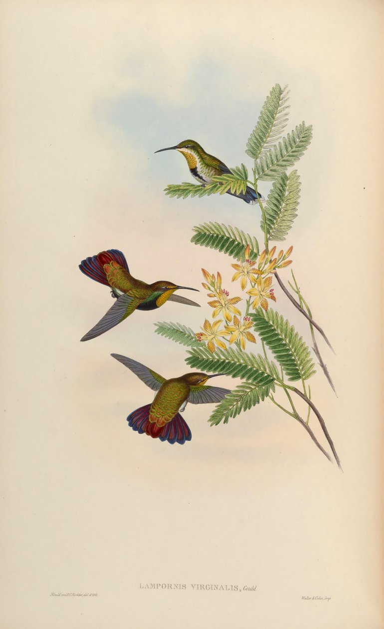 Lampornis virginalis = Anthracothorax dominicus aurulentus door John Gould